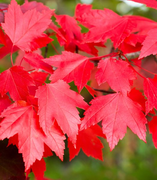 Acer rubrum 'Brandywine'